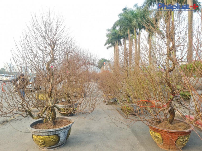 Quất, đào tấp nập xuống phố phục vụ người dân Thủ đô những ngày cận tết Nguyên đán