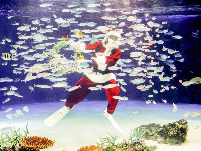 Tokyo, Nhật Bản: Một ông già Noel xuất hiện trong công viên hải dương học.