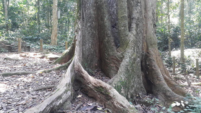 Cây chò ngàn năm tuổi đang bị lão hóa theo thời gian, đến nay toàn thân cây đang có dấu hiệu mục rỗng và nhiều nơi trên thân đang bị chết dần chết mòn.