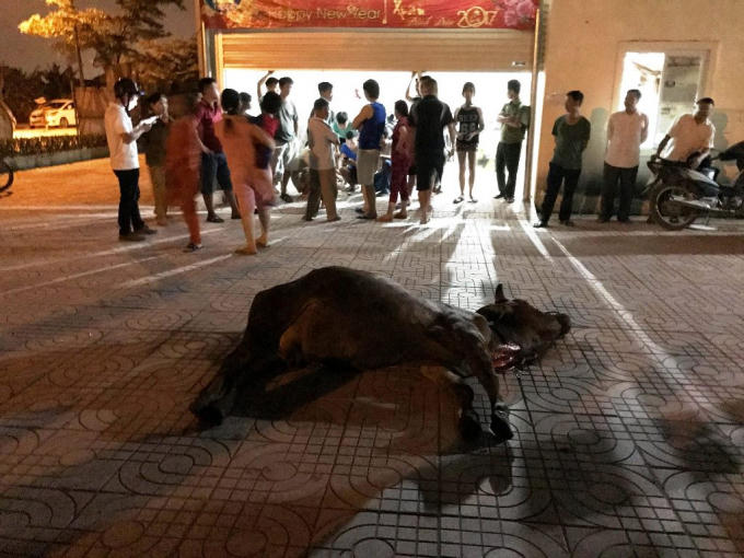 Cho rằng 2 con bò chết là do ăn phải thuốc diệt nên người dân đã mang xác 2 con bò đến “vây” chung cư Tecco Ecohome Nghi Kim.