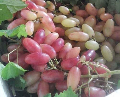 Nho Mỹ nh&acirc;n chỉ d&agrave;i, vị chua ngọt lu&ocirc;n trong t&igrave;nh trạng