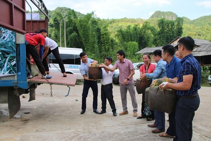 Vận chuyển dứa lên xe.