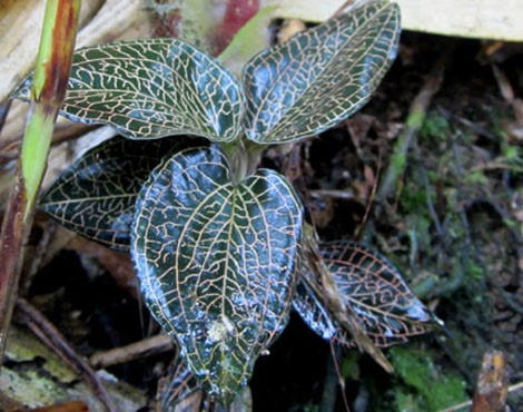 Cây kim tuyến - một trong những loại cây có trong thành phần thuốc chữa bệnh ung thư trên đỉnh Chiêu lầu thi. (ảnh: new.zing.vn)