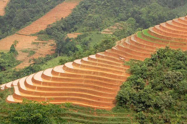 Mùa nước đổ trông những cánh đồng ruộng bậc thang Sa Pa như bức tranh thủy mạc tuyệt đẹp khổng lồ 