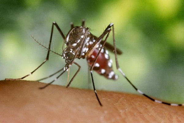 WHO đã tuyên bố Virus Zika không còn là tình trạng khẩn cấp toàn cầu. Ảnh: minh họa