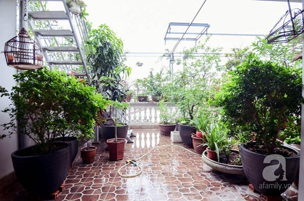 Mọi không gian đều được cô Liên tận dụng để trồng cây.