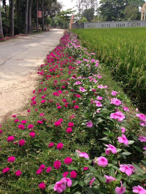 Các loại hoa có sức sống tốt, thích ứng với thiên nhiên 4 mùa, có tính thẩm mỹ cao và phù hợp với cảnh quan ven đường như: Hoa mười giờ, hoa tám giờ, hoa cỏ lạc, hoa cúc cánh bướm, hoa chiều tím…được lựa chọn để trồng. Ảnh: Hue Tran