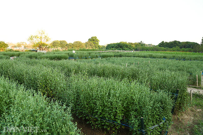 Một cánh đồng cúc họa mi rộng tại bãi đá sông Hồng.