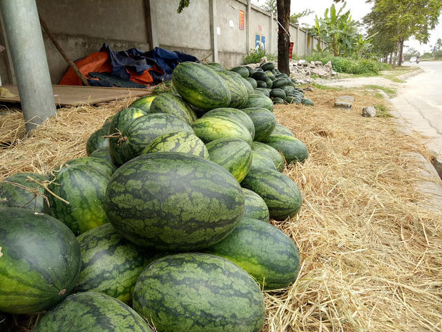 Dưa được người bán chia làm 2 loại và bán với các mức giá khác nhau