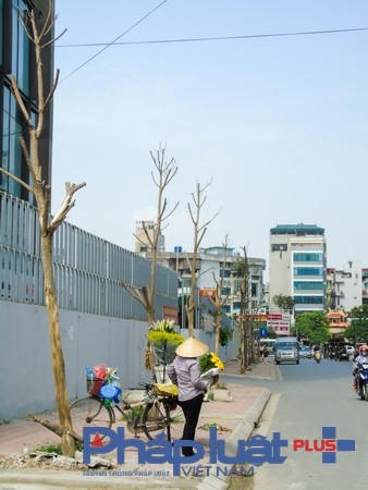 Số cây trên được trồng vào thời điểm trước tết nguyên đán, đa phần là cây Sấu.