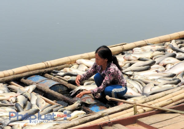 Cá chết do ô nhiễm quá nặng, đã được chính quyền tiêu hủy. (Ảnh: A.Thắng)