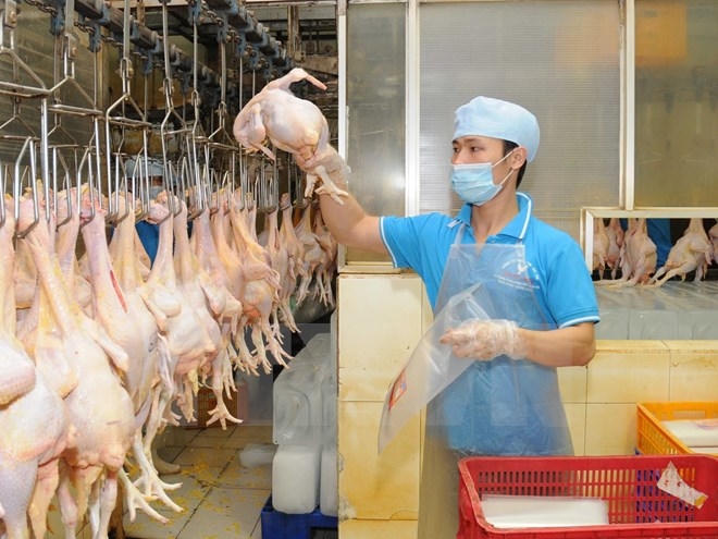 Đóng gói sản phẩm thịt gà cung cấp ra thị trường. Ảnh: An Hiếu/TTXVN.