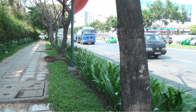 Cỏ và những cây khác vẫn sống, duy chỉ có 6 cây này chết trên đường Trường Sơn.