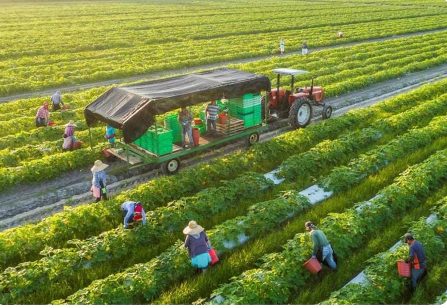 Hướng tới tầm nhìn 2030, Việt Nam kiên trì mục tiêu lọt nhóm 15 quốc gia xuất khẩu nông sản hàng đầu. Ảnh Internet
