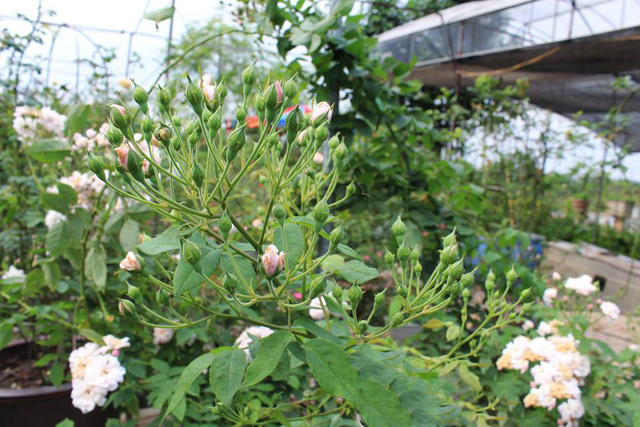 Theo chủ vườn hồng này, hồng ngoại có màu sắc bắt mắt, đa dạng về mẫu mã song việc chăm sóc kỳ công và mất nhiều thời gian hơn do những khác biệt về khí hậu, thổ nhưỡng.