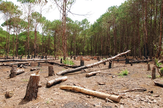 H&igrave;nh minh họa.