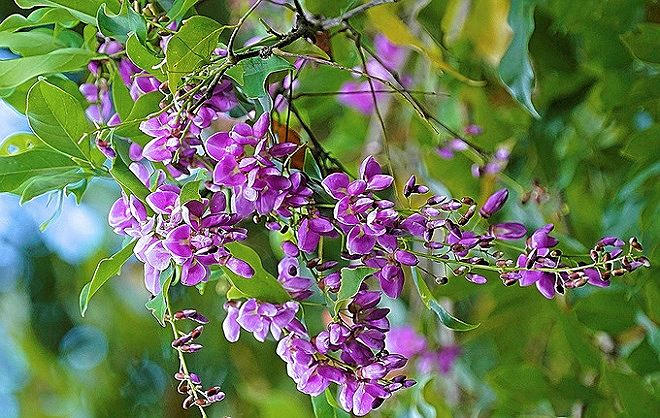 Hoa th&agrave;n m&aacute;t khoe sắc tr&ecirc;n Sơn Tr&agrave;. V&agrave;o m&ugrave;a c&acirc;y ra hoa, voọc ch&agrave; v&aacute; ch&acirc;n n&acirc;u cũng thường lui đến kiếm thức ăn. Ảnh: L&ecirc; Phước Ch&iacute;n.