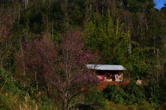 Hoa Tớ Dày nở rộ trước nhà báo hiệu đất trời đã sang Xuân, Tết cận kề.