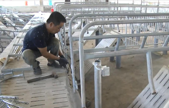 Công nhân tiến hành tháo dỡ các lồng chuồng bên trong khu nhà nuôi heo