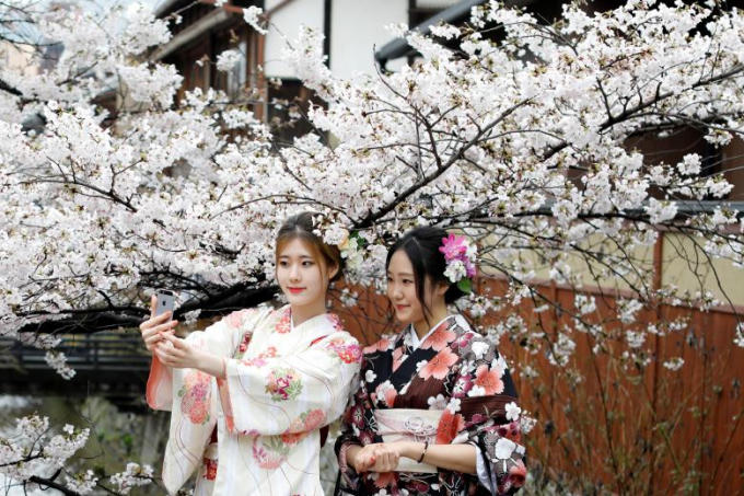 Thiếu nữ Nhật mặc trang phục truyền thống chụp ảnh lưu niệm với hoa anh đào ở Kyoto.