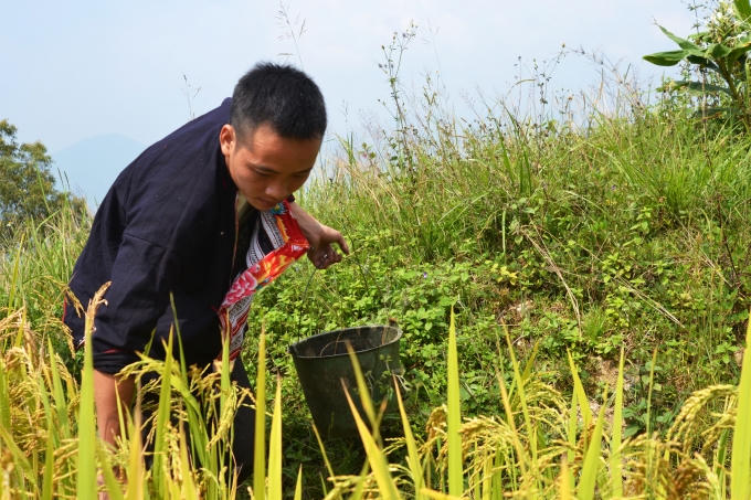 Chùm ảnh: Hoàng Su Phì vào mùa cá chép ruộng
