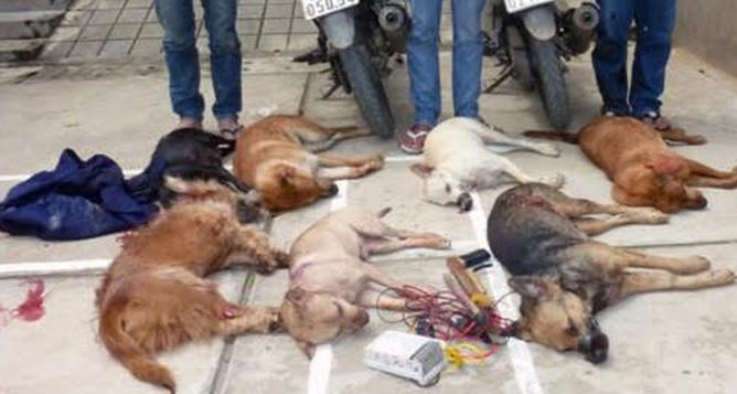 Với lợi nhuận cao, những kẻ trộm chó thường bất chấp sinh mạng để trộm cắp chó bằng mọi cách.