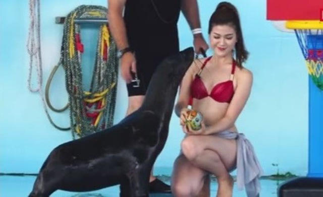 Theo dõi ba trận đấu gần đây, MC Thu Hằng đều diện trang phục bikini khoe ba vòng nóng bỏng, bên ngoài quấn thêm một chiếc khăn mỏng. Được biết, từ khi cô xuất hiện trong trang phục này, số người theo dõi chương trình trên mạng xã hội đã tăng lên rất nhiều.