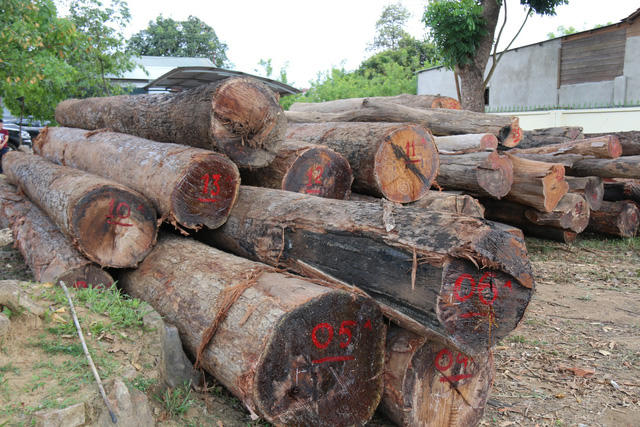 Gỗ tang vật thu được tại xưởng cưa của Phượng râu.