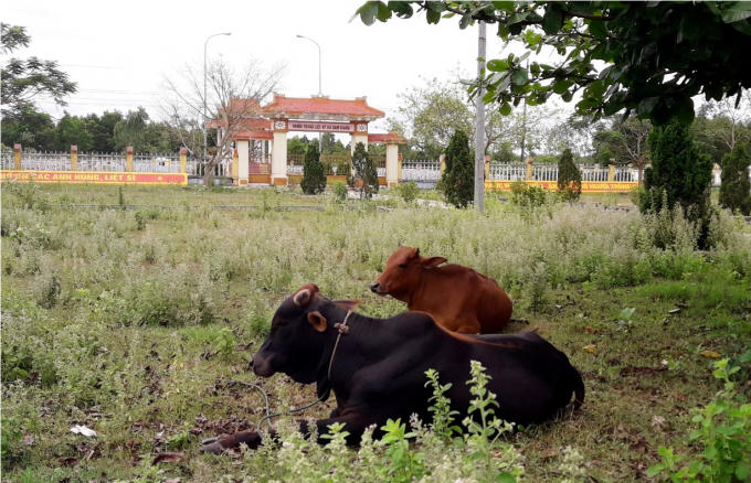 Những khoảng đất trống trước NTLS Cam Giang trở thành nơi chăn thả bò của người dân địa phương.