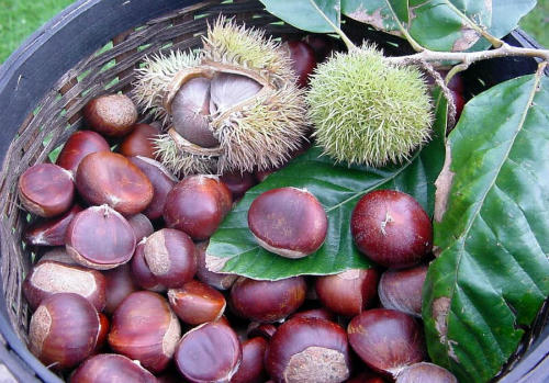 Lễ hội diễn ra đúng vào dịp mùa Hạt dẻ Trùng Khánh, thứ sản vật quý giá của vùng biên (Ảnh Báo Cao Bằng).