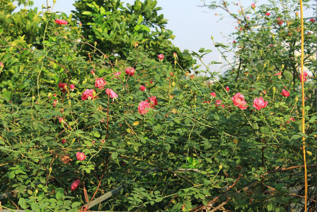 Ông Hùng cho biết, bản thân là người đam mê và dành tình yêu đặc biệt cho cây cảnh và hoa hồng. Vào khoảng những năm 1996, 1997, ông đã bỏ công sức sưu tập và tìm hiểu về các loại hoa hồng của Việt Nam và trên thế giới.