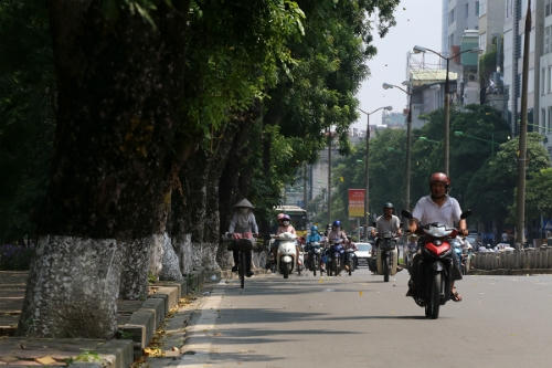 Chi phí đánh chuyển có thể lên tới hàng chục triệu đồng cho mỗi cây xà cừ. Ảnh: Bá Đô.