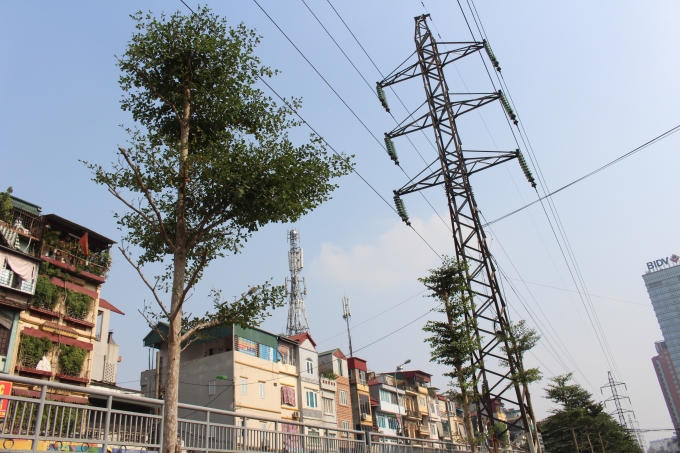 Nhiều cây dù mới được trồng nhưng đã có chiều cao trung bình khoảng 5-7m.