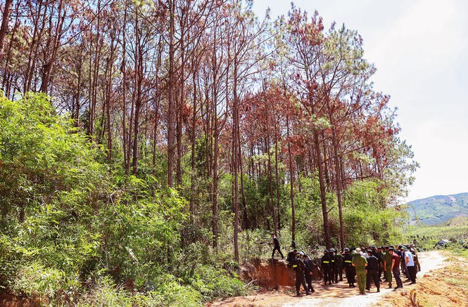 Truy tố kẻ thuê 30 triệu đồng để phá 1 ha rừng - ảnh 3