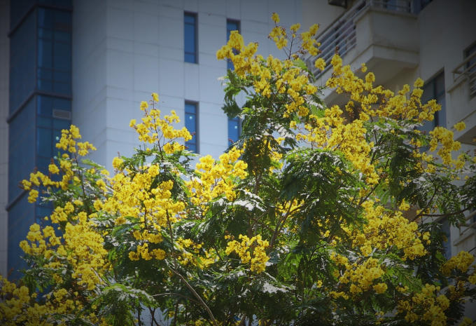 Thời điểm hoa nở rực rỡ nhất đẹp tựa như một người con gái tuổi xuân thì.