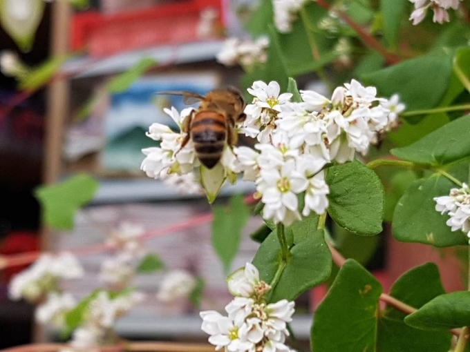 Thu về rủ nhau du lịch Hà Giang ngắm hoa tam giác mạch