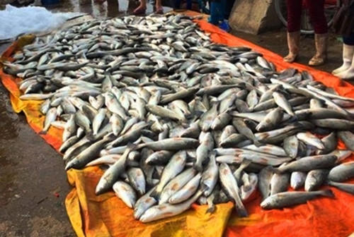 Cá lồng của người dân nuôi bị chết hàng loạt.