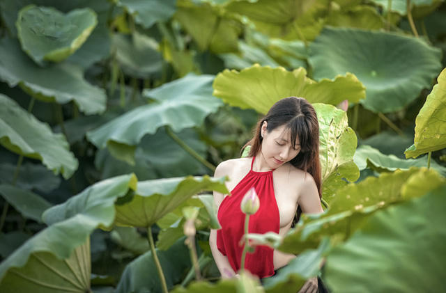 Nét xuân thì của thiếu nữ hiển hiện giữa đầm sen mướt mắt (ảnh: Huy Hoàng Đoàn)