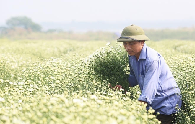 "Gia đình trồng 2 vườn cúc họa mi diện tích hơn 2.000 m2, số lượng hàng vạn cây. Thu hoạch liên tục trong 2 tuần, vừa bán hoa, vừa cho thuê chụp ảnh. Kết thúc mỗi vụ thu khoảng 250 triệu đồng. Hai ngày nay, giá hoa đang rất cao, chỉ một bó nhỏ bằng nắm tay bán từ 80 đến 100 nghìn đồng", ông Nguyễn Trọng Hạnh cho biết.