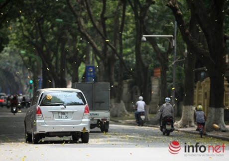 Thời điểm cây thay lá này sẽ kéo dài tới giữa tháng 5, khi thời tiết bắt đầu vào hè cũng là lúc những hàng cây này cho lá mới.