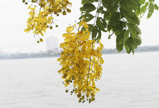 Vẻ đẹp mỏng manh, kiêu sa của loài hoa xứ Nam Á