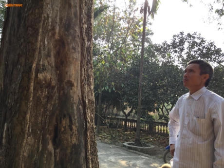 Cận cảnh cây sưa 200 tuổi ở Bắc Ninh sắp bị bán 24,5 tỷ