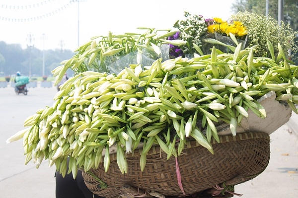 Tuy chỉ tồn tại trong một tháng, ngắn ngủi là vậy, nhưng người kinh doanh chẳng thể cắt non, mà phải đợi hoa đủ độ mới có thể thu hoạch.