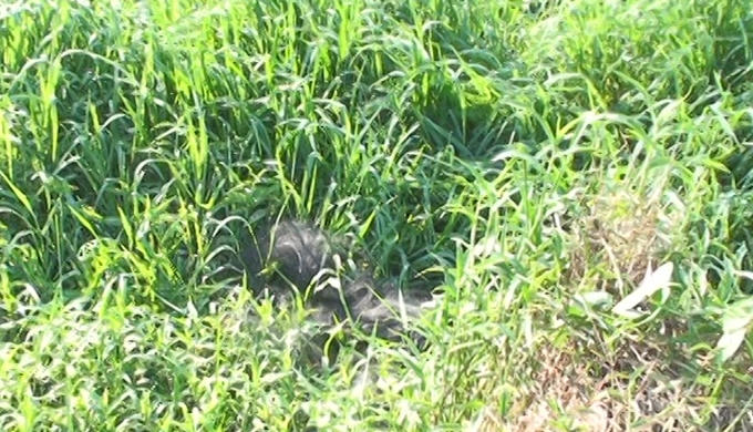 Chiếc cần bị xé toạc biến dạng bởi dòng điện.