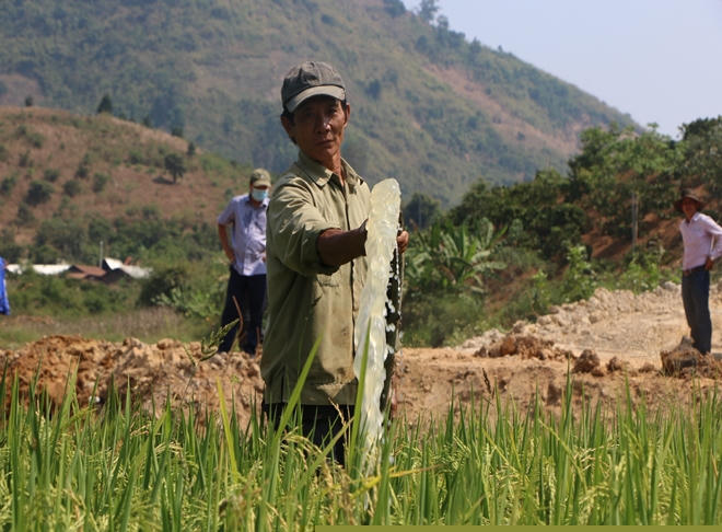 Để phục vụ tưới tiêu, người dân phải dùng máy bơm bơm nước lên ruộng