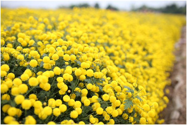Những khóm cúc màu vàng tươi trải dài trên cách đồng trông như một chiếc thảm khổng lồ.