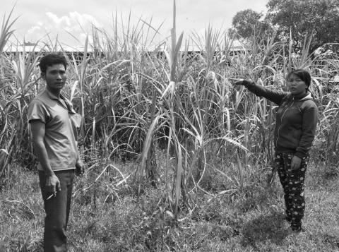 Anh Khiết bên vườn mía đang bị nhăm nhe thu hồi.