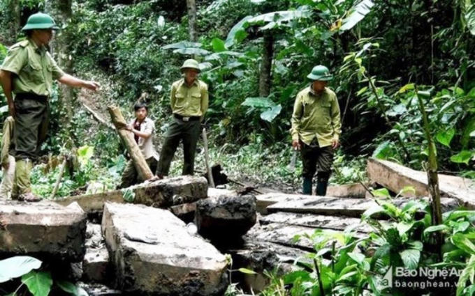 Số gỗ bị lâm tặc tàn phá. (Ảnh Báo Nghệ An).