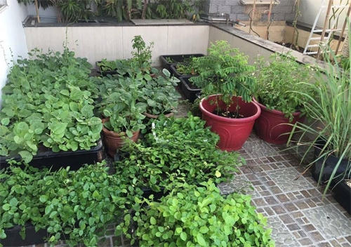 Các loại rau ăn hàng ngày có cải, rau muống, mồng tơi, rau lang, ngót, ngải cứu... đều được chị trồng tới bến.