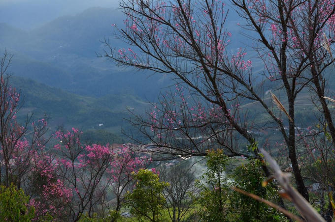 Hoa Tớ Dày có 5 cánh hồng, nhụy dài, đỏ, rực thành từng chùm, thân cây vươn cao, tán rộng.